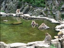 Jigokudani Monkey Park